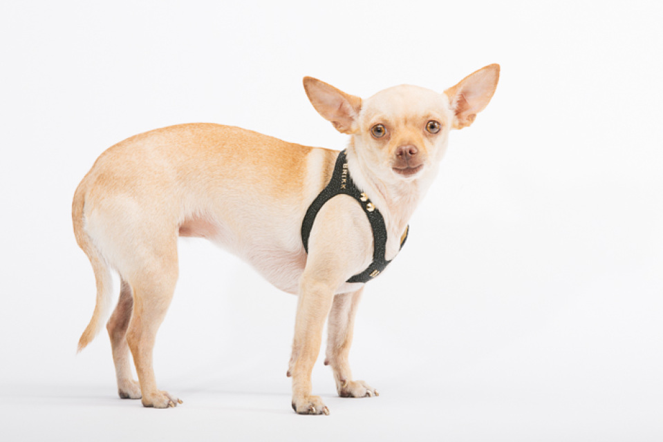 Designer Dog Accessories/ Black Dog Harness / Stingray Harness 