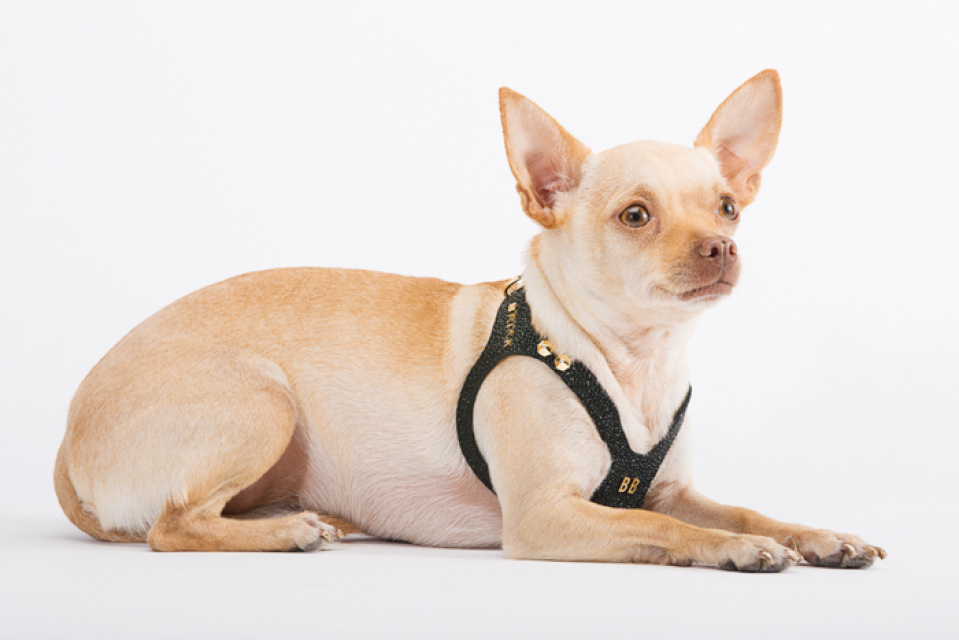 Designer Dog Accessories/ Black Dog Harness / Stingray Harness 
